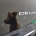 High Gloss Finish Black Denali With Marley's Reflection (Marley is our shop pup) - Horizon Detail Northwest Indiana - NWI